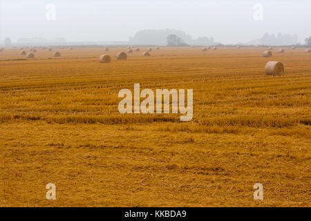 Diffusione di balle di fieno in un campo immerso nella nebbia Foto Stock