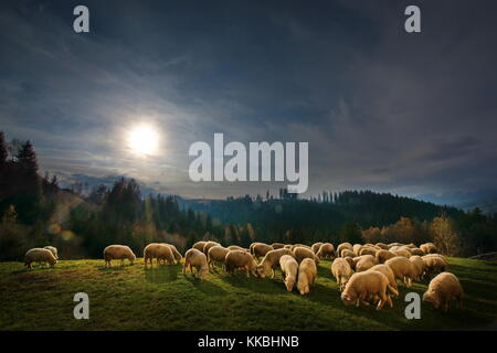 Bella stagione paesaggio dalla campagna della Romania, Transilvania con pecora mangia erba sulla collina al tramonto Foto Stock