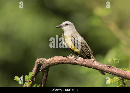 Tropical Kingbird (Tyrannus melancholicus). Punta Culebra, Smithsonian. Panama. Foto Stock