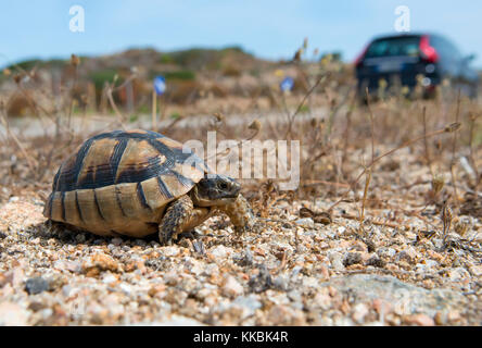 Hermann's tartaruga (Testudo hermanni), crossimg road, Gallura Sardegna, Italia Foto Stock