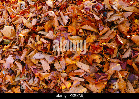 Backround colorate immagine di caduti autunno foglie secche, utilizzo stagionale. Texture di foglie secche sul prato, perfetto per l'uso per il fondale o web design. Foto Stock