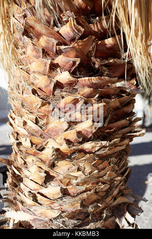 Close up sullo stelo di una palma che mostra i resti dei caduti fronde crescente nel parco nazionale della Valle della Morte, Nevada, Stati Uniti d'America Foto Stock