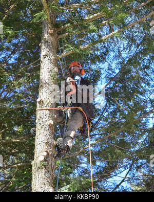 Professional arborist scalata di un grande albero di hemlock e il taglio di rami. Foto Stock