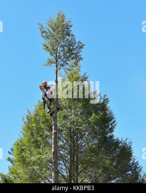 Professional arborist salendo un alto hemlock tree e tagliando la parte superiore. Foto Stock