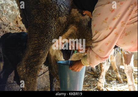 Donna di mungere una mucca in un modo tradizionale Foto Stock