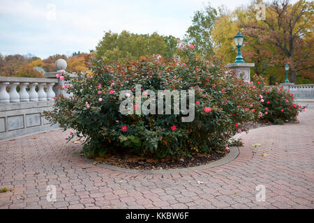 Cespugli di rose che cresce su un patio pavimentato in ordinata aiuole circolari a fianco di una balaustra in un giardino formale Foto Stock