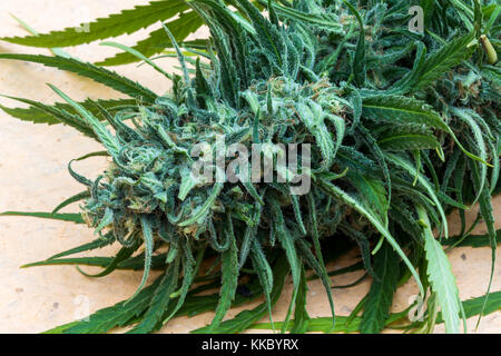 Tricomi, cole, blue dream, bluedream cannabis La cannabis sativa, c sativa, sativa, pianta di cannabis, piante di marijuana, medico di marijuana in California Foto Stock