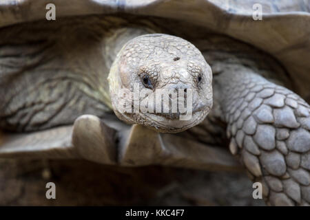 Spronato africana - tartaruga centrochelys sulcata noto anche come la tartaruga sulcata captive campione. Foto Stock