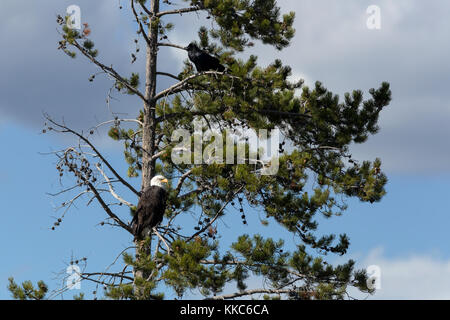 Aquila calva (Haliaeetus leucocephalus) adulto appollaiato in un albero lungo il fiume madison, il parco nazionale di Yellowstone Foto Stock