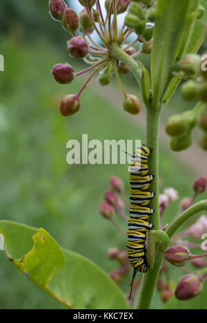 La monarch larva su milkweed Foto Stock