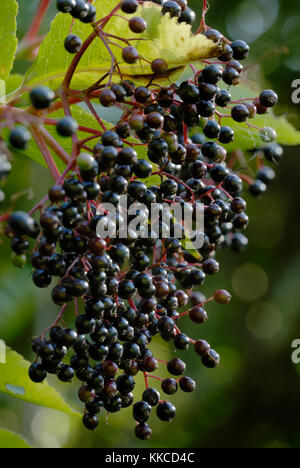 Bacche di Elder Tree, Sambucus nigra, Galles, Regno Unito. Foto Stock