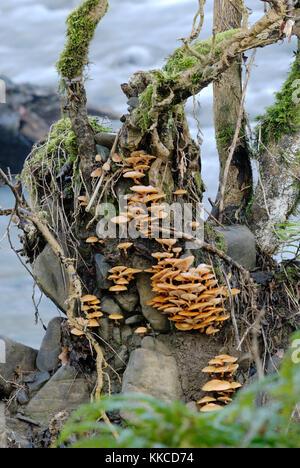 Galerina mutabilis funghi su un frassino rovesciato in un fiume, Wales, Regno Unito. Foto Stock