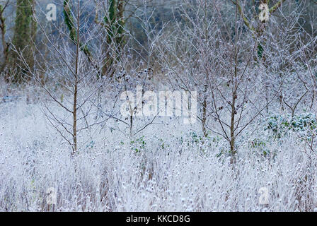 Giovani piantati ontani, Alnus glutinosa nella heavy frost, Wales, Regno Unito Foto Stock