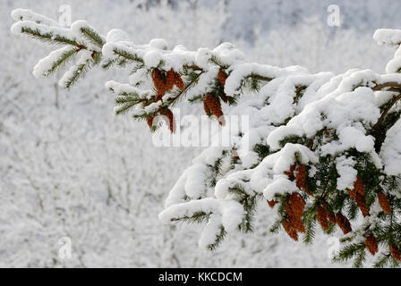 Coni di abete di Douglas, Pseudotsuga menziesii, nella neve, Wales, Regno Unito. Foto Stock
