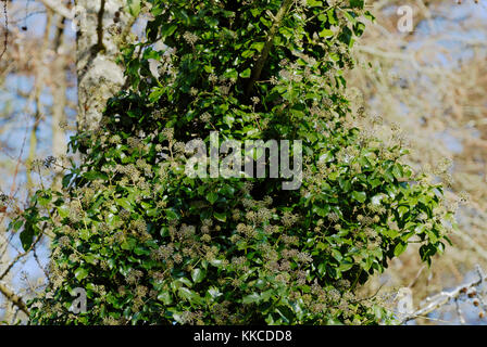 Coppia di edera Hedera helix, con frutti di bosco, crescendo in una piantagione di larice, Wales, Regno Unito. Foto Stock