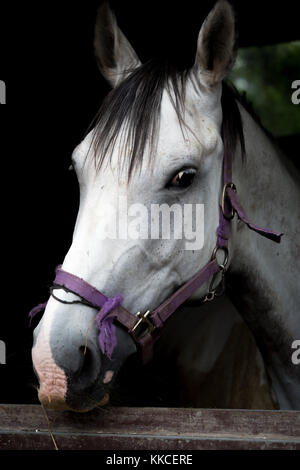 Colpo alla testa di un cavallo bianco bloccata la sua testa fuori di stabile Foto Stock