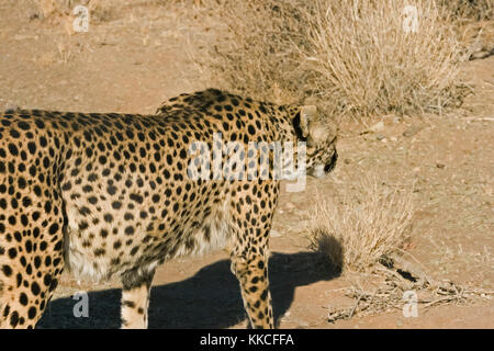 Un ghepardo camminando e osservando (Acinonyx jubatus), Namibia. Foto Stock