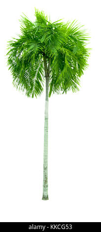 Manila palm, Natale Palm tree ( Veitchia merrillii (Becc.) S.E. Moore ) isolati su sfondo bianco. utilizzata per pubblicità architettura decorativa. Foto Stock