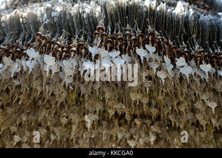 Molti dorati Buddisti campane con auguri. Foto Stock
