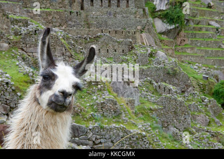 Un lama al pascolo in una terrazza con il Machu Picchu e sulle montagne circostanti in background. llama davanti di Huayna Picchu, la famosa montagna alla Foto Stock