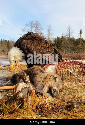 Un aquila calva alimentazione su un white-Tailed Deer. Foto Stock