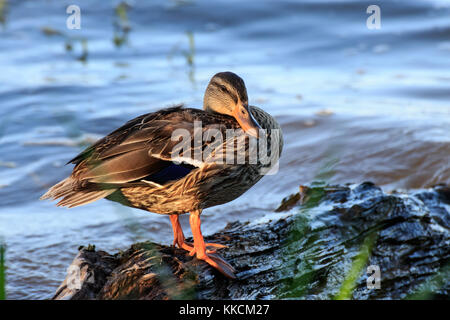 Una bella mallard hen sorge su una roccia sul lago nel pomeriggio lo sbiadimento alla luce del sole. Foto Stock