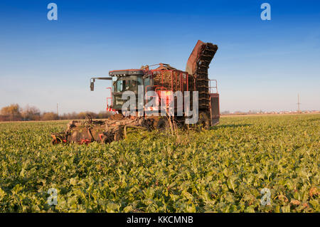 La raccolta meccanizzata di barbabietole da zucchero in un campo in una giornata di sole Foto Stock