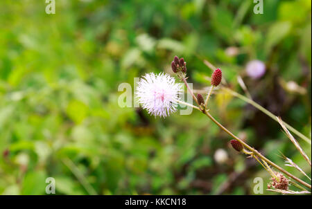 Mimosa Pudica, anche chiamato pianta sensibile, Touch-Me-Not, o pianta timida con sfondo sfocato. Foto Stock