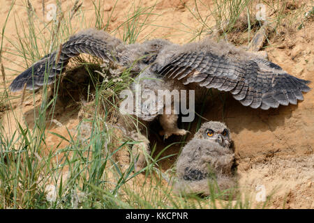 Gufo Eurasiatico / Europaeischer Uhu ( Bubo bubo ), giovane pulcino, risalendo al suo sito di nidificazione in una fossa di sabbia, fauna selvatica, Europa. Foto Stock