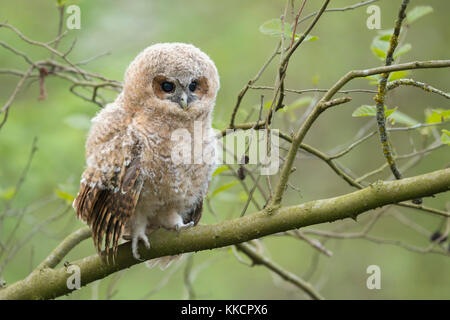 Allocco / waldkauz ( Strix aluco ), baby owl, owlet, giovane pulcino, appollaiato su un ramo, il suo colore marrone scuro occhi aperti, sembra carino, fauna selvatica, l'Europa. Foto Stock