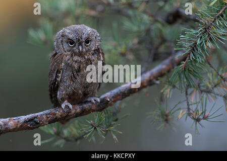Assiolo / zwergohreule ( Otus scops ), appollaiato su un ramo di un albero di pino, guarda scontente, buffo buffo uccellino, l'Europa. Foto Stock