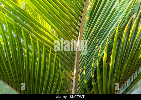 Chiudere l'isola Norfolk palm, (rhopalostylis baueri), lo zoo di San Diego, California, Stati Uniti d'America Foto Stock