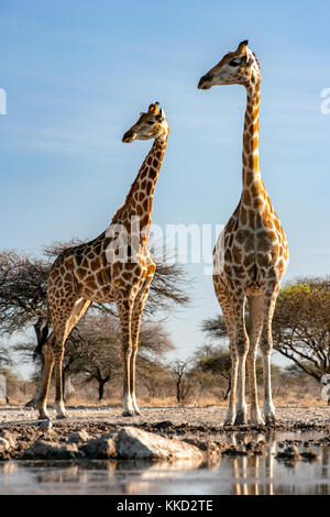 Giraffa presso onkolo nascondere, onguma Game Reserve, Namibia, Africa Foto Stock