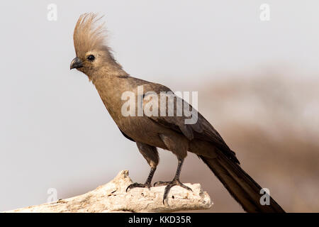 Grigio go-away-bird (corythaixoides concolor) onkolo nascondere, onguma Game Reserve, Namibia, Africa Foto Stock