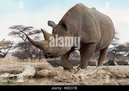 Il rinoceronte nero (diceros simum) - lato orientale del parco nazionale di Etosha, Namibia, Africa Foto Stock