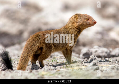 La mangusta snella (galerella sanguinea) - onkolo nascondere, onguma Game Reserve, Namibia, Africa Foto Stock