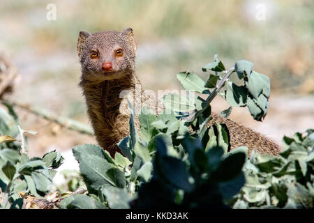 La mangusta snella (galerella sanguinea) - onkolo nascondere, onguma Game Reserve, Namibia, Africa Foto Stock