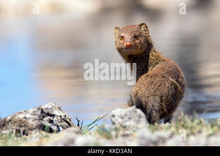 La mangusta snella (galerella sanguinea) - onkolo nascondere, onguma Game Reserve, Namibia, Africa Foto Stock