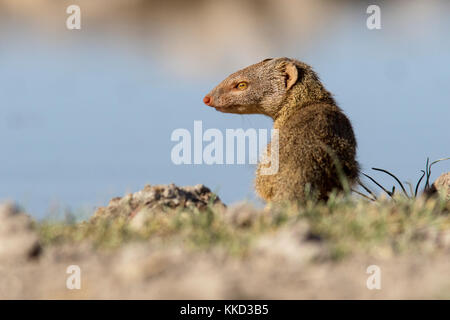 La mangusta snella (galerella sanguinea) - onkolo nascondere, onguma Game Reserve, Namibia, Africa Foto Stock