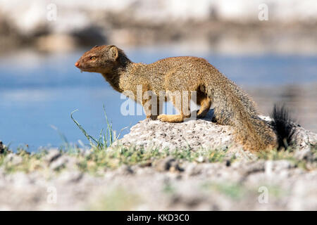 La mangusta snella (galerella sanguinea) - onkolo nascondere, onguma Game Reserve, Namibia, Africa Foto Stock