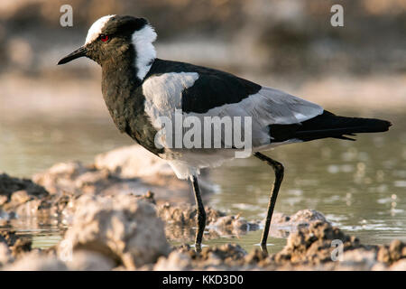 Fabbro pavoncella o fabbro plover (vanellus armatus) - onkolo nascondere, onguma Game Reserve, Namibia, Africa Foto Stock