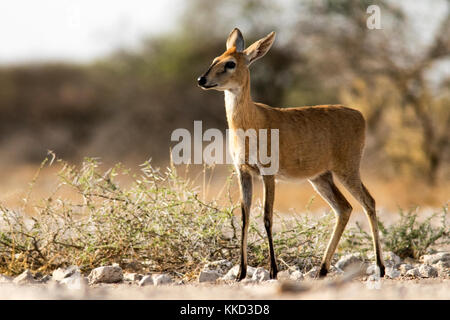 Cefalofo comune (sylvicapra grimmia) - onkolo nascondere, onguma Game Reserve, Namibia, Africa Foto Stock