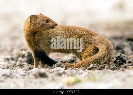 La mangusta snella (galerella sanguinea) - onkolo nascondere, onguma Game Reserve, Namibia, Africa Foto Stock