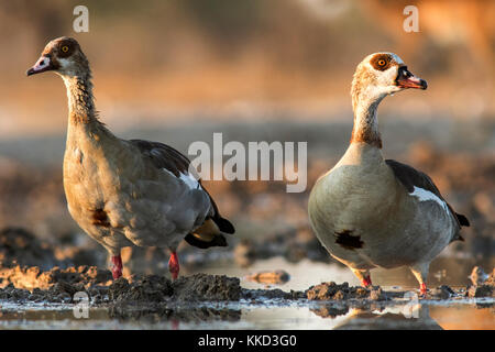 Oche egiziane (alopochen aegyptiaca) - onkolo nascondere, onguma Game Reserve, Namibia, Africa Foto Stock