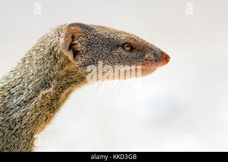 La mangusta snella (galerella sanguinea) - onkolo nascondere, onguma Game Reserve, Namibia, Africa Foto Stock