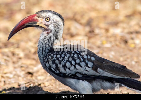 Rosso del sud-fatturati hornbill (tockus rufirostris) - etosha aoba lodge, onguma Game Reserve, Namibia, Africa Foto Stock