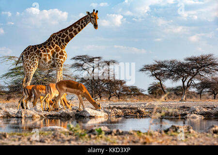 Giraffa con impala a Onkolo nascondere, Onguma Game Reserve, Namibia, Africa Foto Stock
