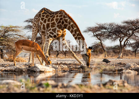 Giraffe e impala bevendo al waterhole - onkolo nascondere, onguma Game Reserve, Namibia, Africa Foto Stock