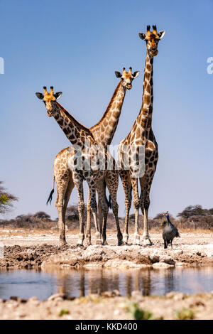 Gruppo di Giraffa presso onkolo nascondere, onguma Game Reserve, Namibia, Africa Foto Stock