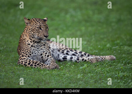 leopardo rilassante nel parco nazionale di Yala Foto Stock